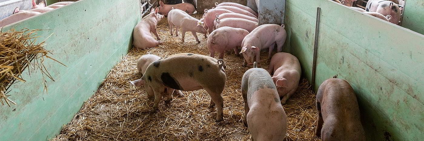 Mastschweine in einer mit Stroh eingestreuten Bucht