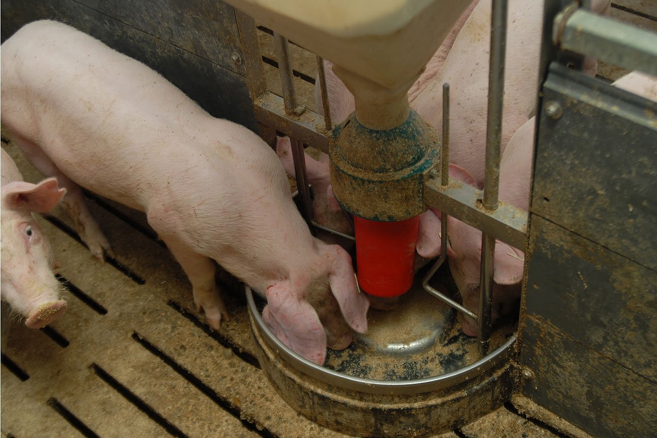 Mastschweine fressen an einem Breifutterautomaten. Klick führt zu Großansicht im neuen Fenster.