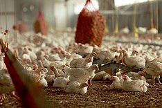 Naturstoffe zur Krankheitsvorbeuge - lohnt sich der Einsatz?