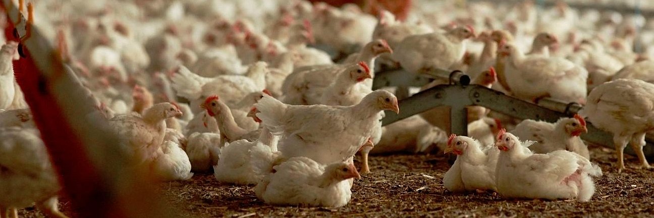 Masthühncher in einem Fairmast-Stall. Klick öffnet Großansicht im neuen Fenster.