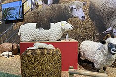 Lebensechte Schafsattrappe zum Üben. Bild: BZL