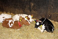 Drei Kälber liegen im Stroh im Stall. Klick führt zu Großansicht im neuen Fenster.  