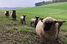 Jetzt anmelden: Online-Seminar zum Weidemanagement beim Schaf 