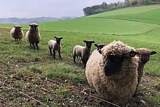 Mutterschafe mit Lämmern auf der Weide in der Eifel. 