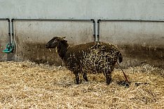 Geburtsüberwachung beim Schaf