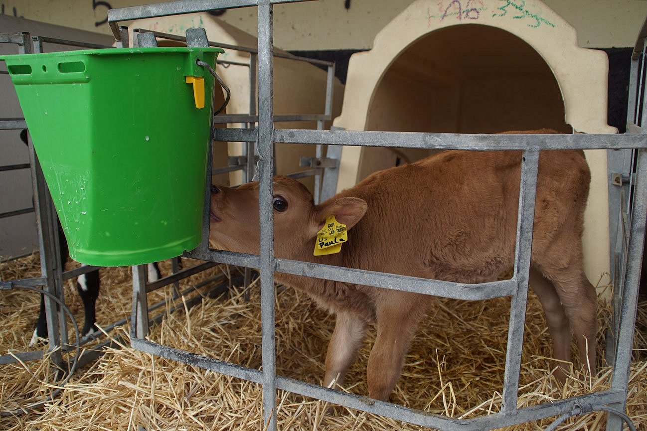 Ein Kalb trinkt am Tränkeeimer in einem Kälberiglu. Klick führt zu Großansicht im neuen Fenster. 