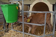 Mehr Transitmilch für Kälber