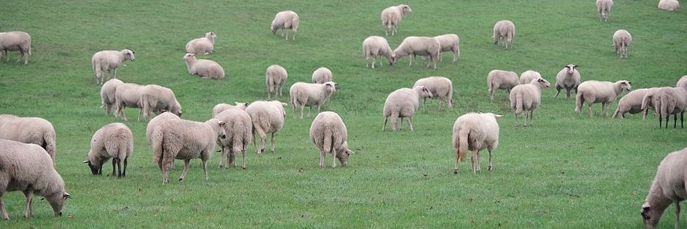 Eine Herde unkupierter Schafe bei der Beweidung eines Deiches am Niederrhein in NRW. 