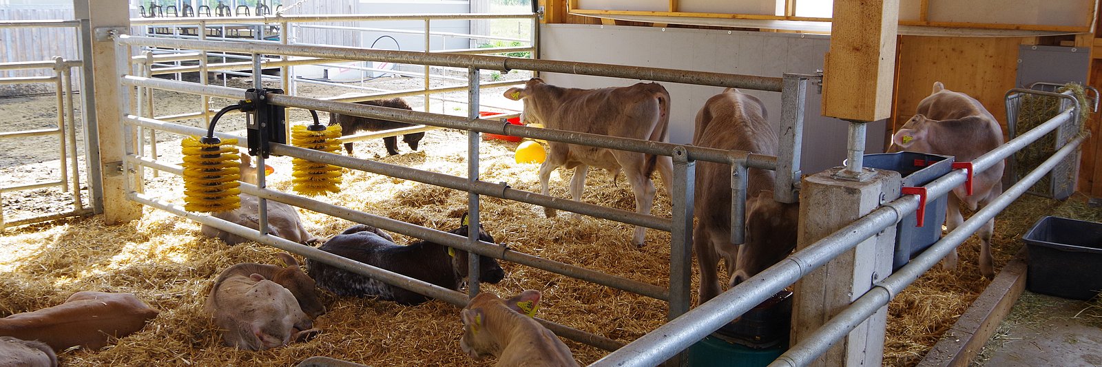 Kälber stehen oder liegen in einem Offenstall. Klick führt zu Großansicht in neuem Fenster.