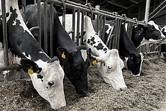 Forschungsnetzwerk NRW-Agrar: Workshop zu aktuellen Forschungsansätzen in der Rinderhaltung und -zucht