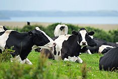 Milchviehhaltung und Klimaschutz