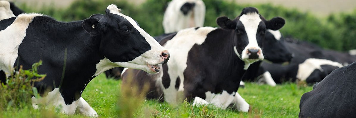 Milchkühe liegend wiederkäuend auf der Weide. 