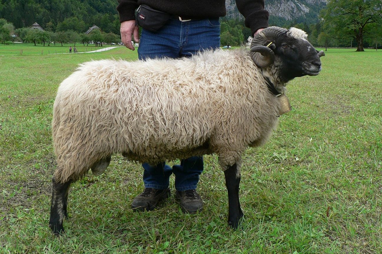 Schaf der Rasse Alpines Steinschaf. Klick führt zu Großansicht im neuen Fenster.