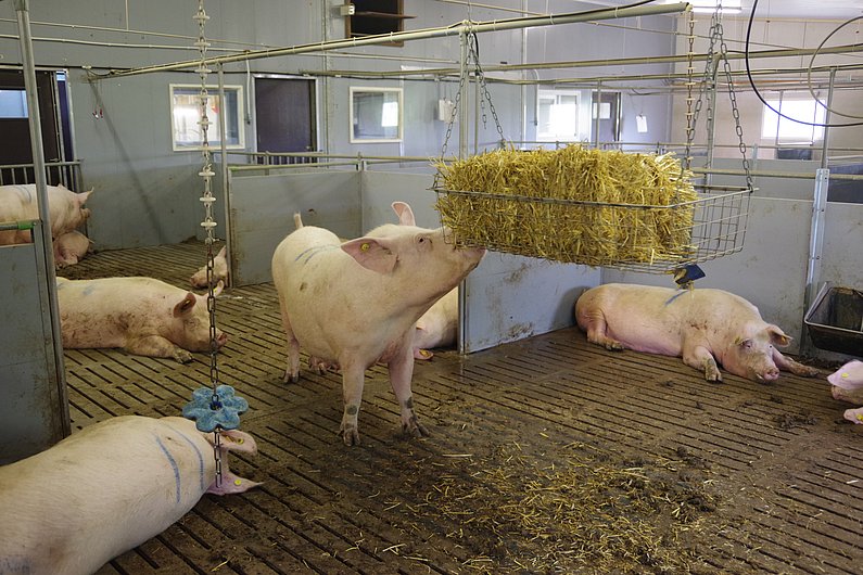 Ein Schwein zupft Stroh aus einem von der Decke hängenden Korb. Klick führt zu Großansicht in neuem Fenster.