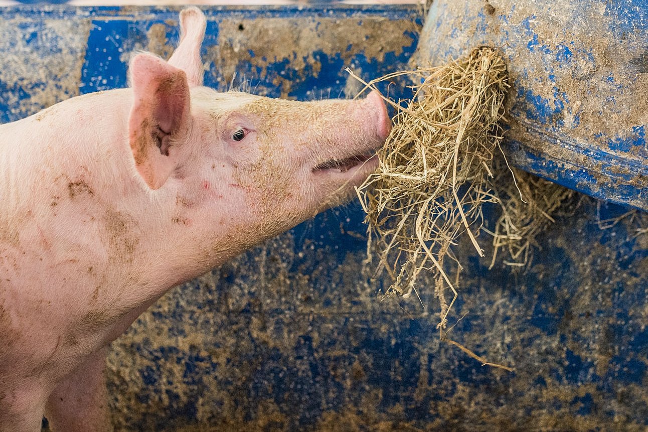 Schwein zieht mit dem Maul Heu aus einem Raufutterspender. Klick führt zu Großansicht in neuem Fenster.