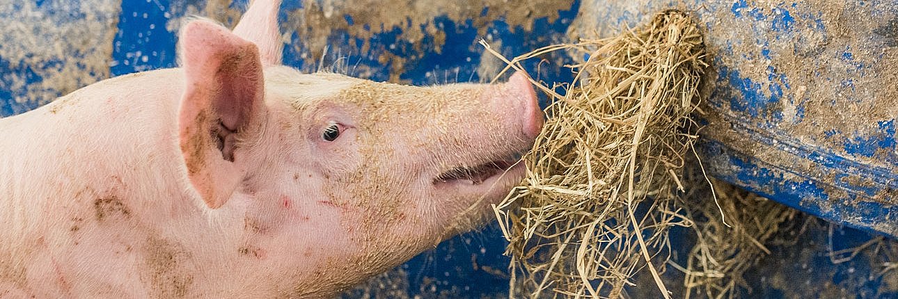 Schwein im Stall frisst Heu.