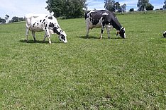 Biogene Amine in Grassilagen und Gesundheit von Milchkühen