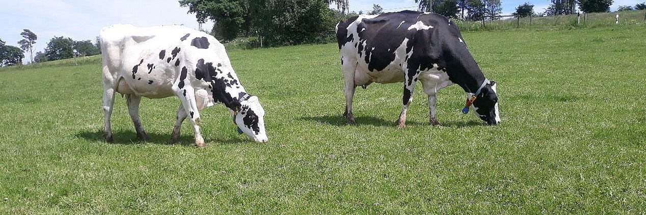 Zwei Kühe grasen auf einer Weide in der Eifel. 