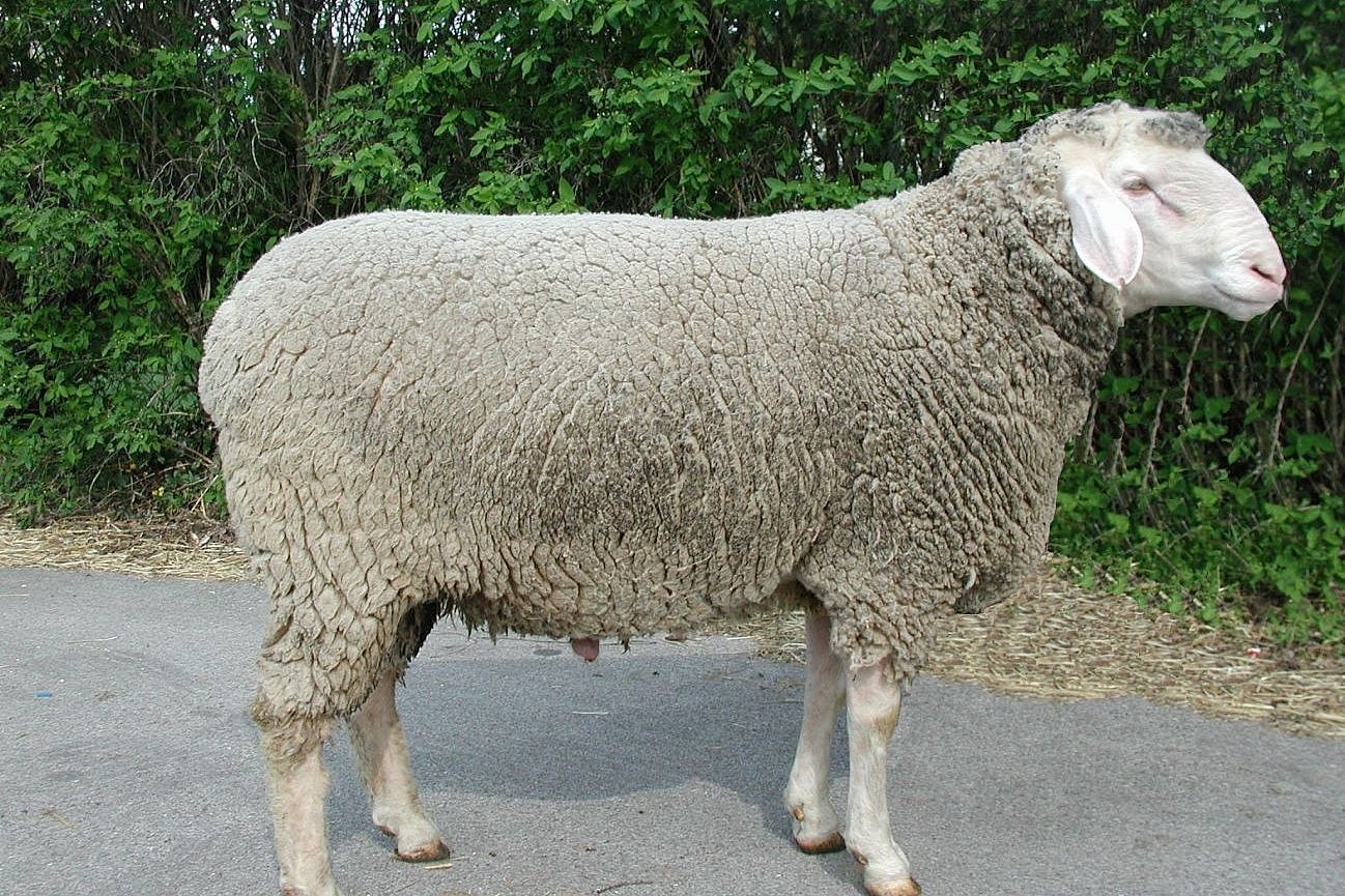 Schaf der Rasse Merinolandschaf. Klick führt zu Großansicht im neuen Fenster.