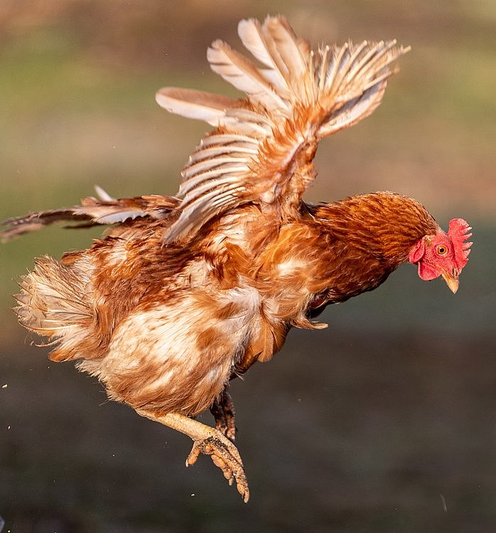 Ein braunes Huhn schlägt mit den Flügeln. Klick führt zu Großansicht im neuen Fenster.