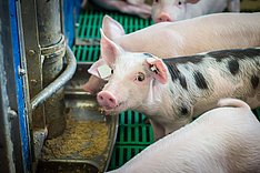 Lebensmittelabfälle im Schweinefutter haben keinen negativen Einfluss auf die Fleischqualität