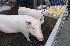 Organisches und faserreiches Beschäftigungsfutter für Schweine ist Pflicht