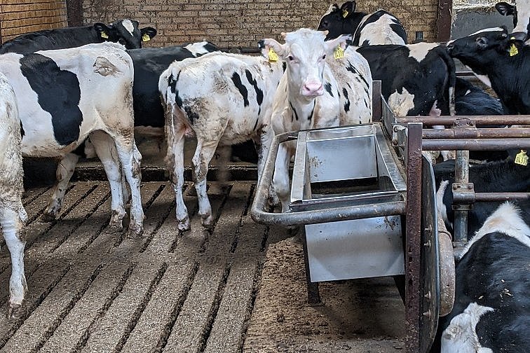 Trogtränke mit Sicherungsbügel in Liegeboxenlaufstall. Im Hintergrund stehen junge Rinder.