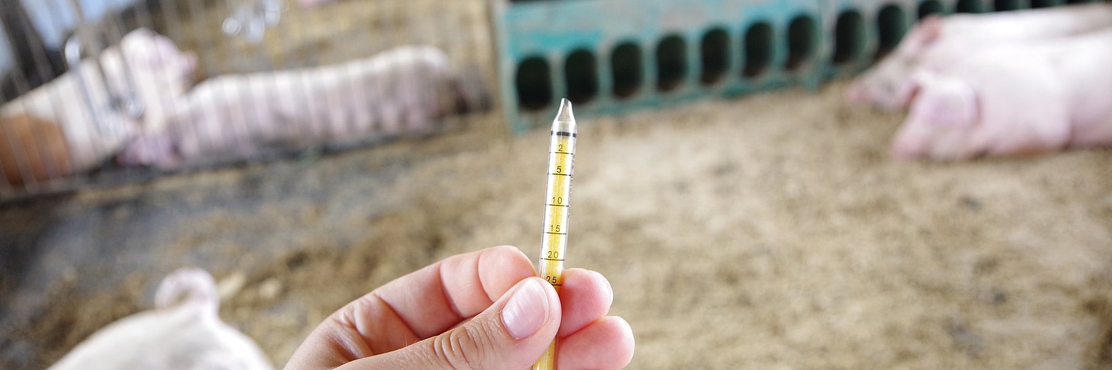 Hand hält einen Ammoniaksensor in Form eines Glasstäbchen. Im Hintergrund ein Schweinestall mit liegenden Sauen auf Stroh.
