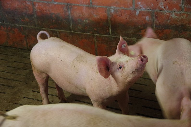 Ein Schwein steht im Stall und schaut nach oben. Klick führt zu Großansicht in neuem Fenster.