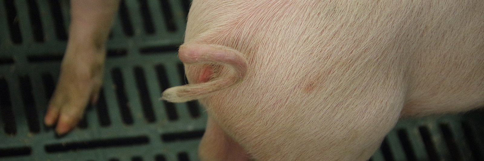Der unkupierte Schwanz eines Schweins.