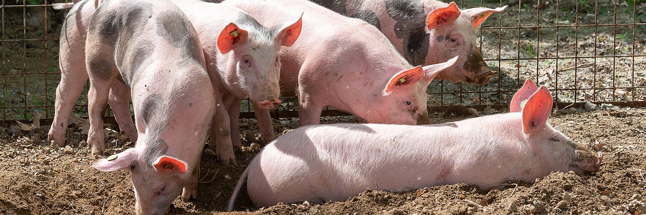 Freiland-Bioschweine