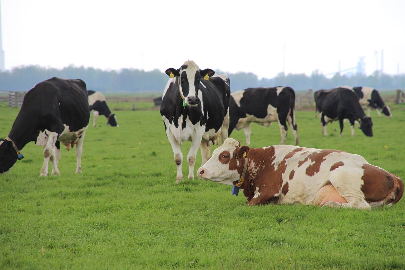 Deutsche Holsteins auf der Weide. Klick öffnet Großansicht im neuen Fenster.