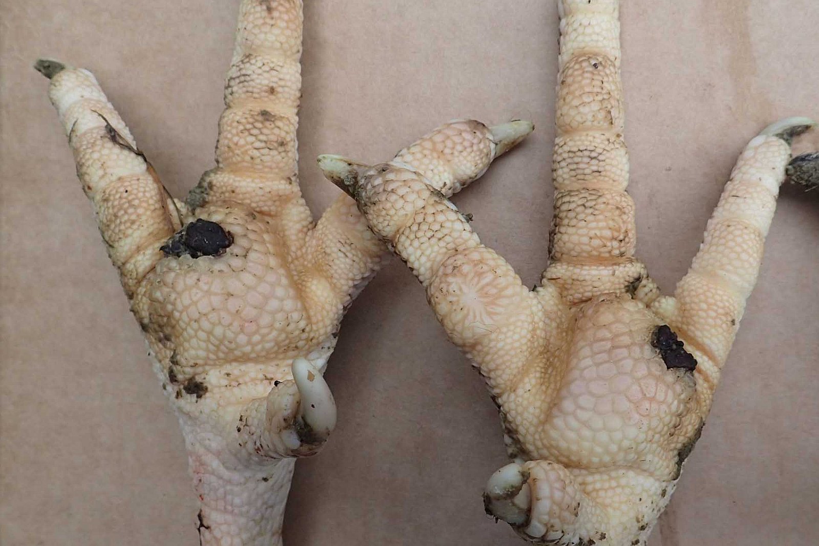 Zwei Putenfüße mit leichten Läsionen am Fußballen. Klick führt zu Großansicht im neuen Fenster.