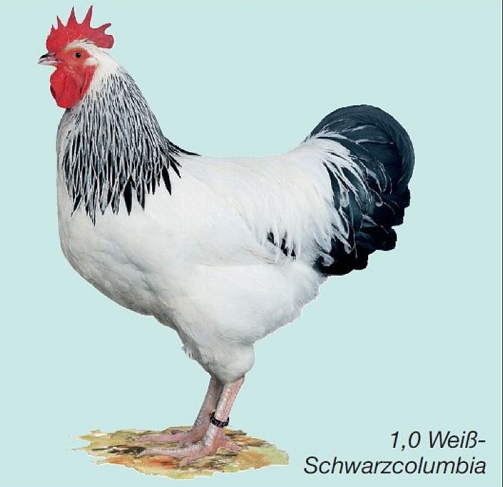 Sussex. weiß-schwarzcolumbia. Klick öffnet Großansicht im neuen Fenster.