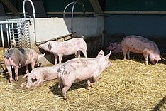 Hitzestress im Schweinestall vermeiden