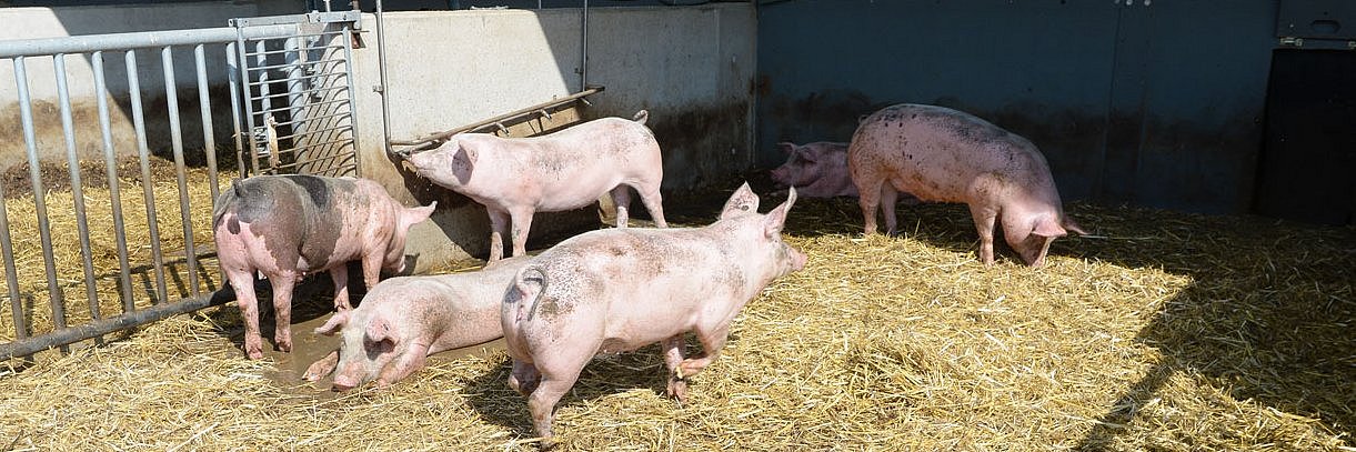 Einige Schweine laufen bzw. liegen in einem Auslauf, der mit Stroh eingestreut ist.