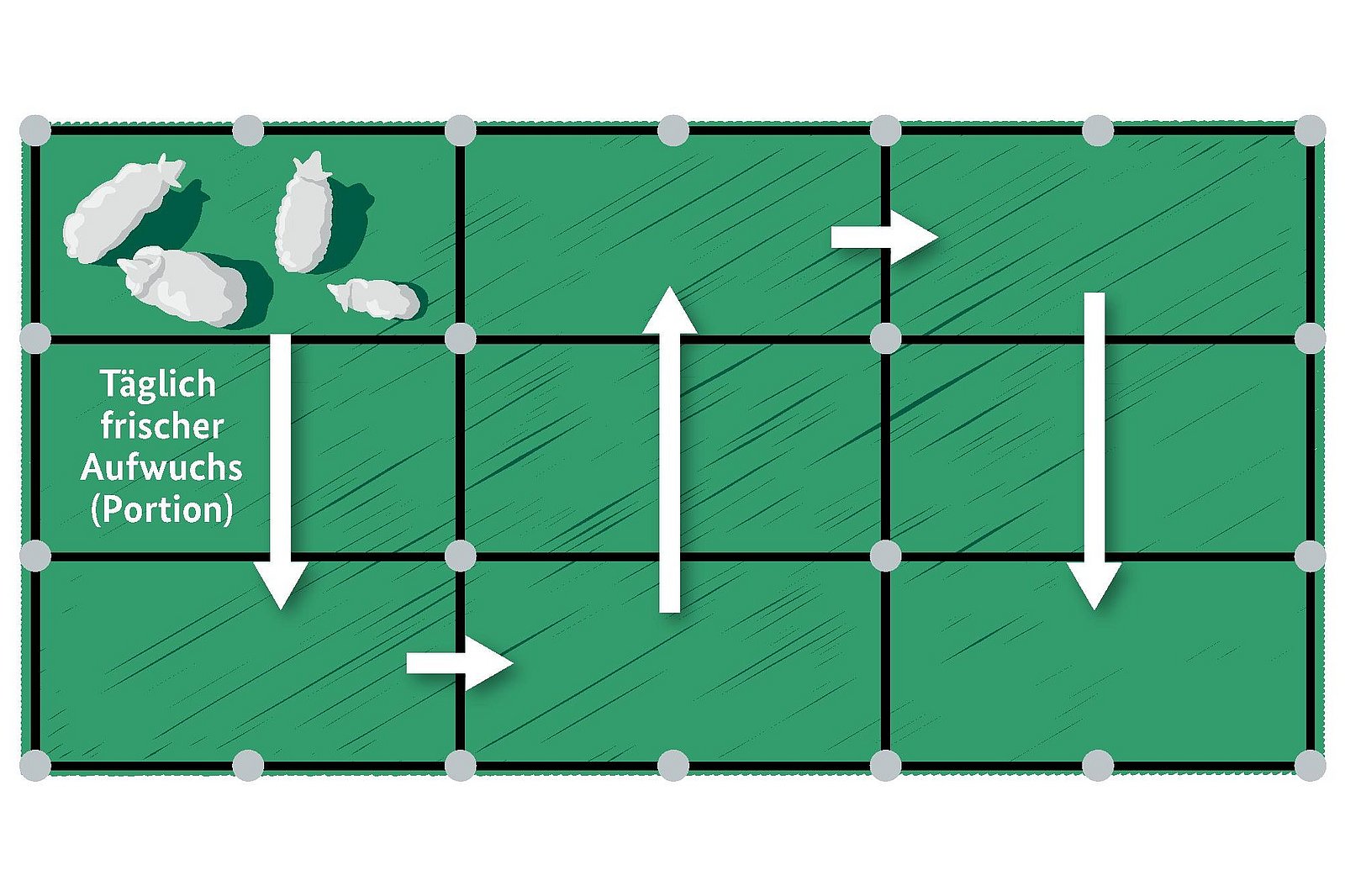 Schematische Darstellung einer Portionsweide. Klick führt zu Großansicht im neuen Fenster. 