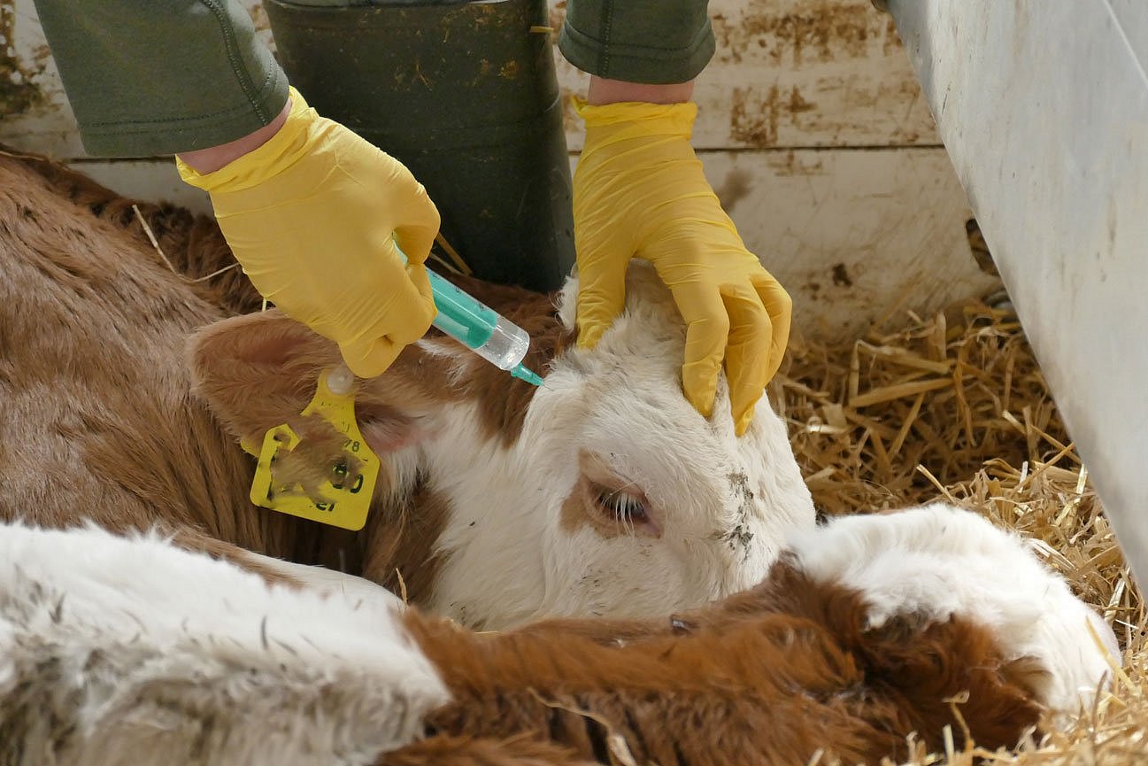 Ein Tierarzt macht eine Leitungsanästhesie an den Hornanlagen eines Kalbes. 