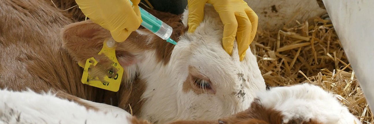 Bei einem Kalb wird an den Hornanlagen eine Leitungsanästhesie gesetzt. 