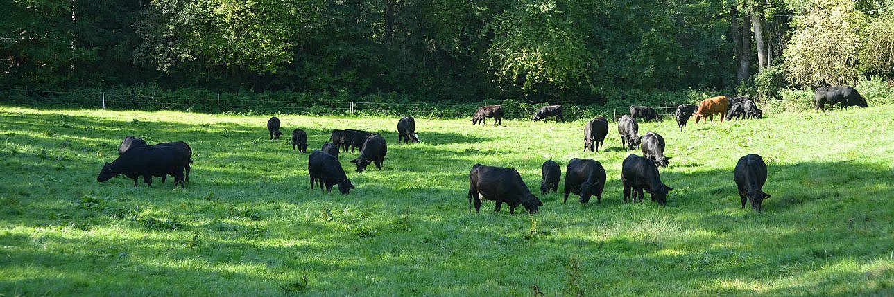 Eine Mutterkuhherde der Rasse Angus auf einer Weide