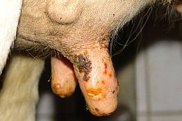 Entzündete Zitze einer Kuh