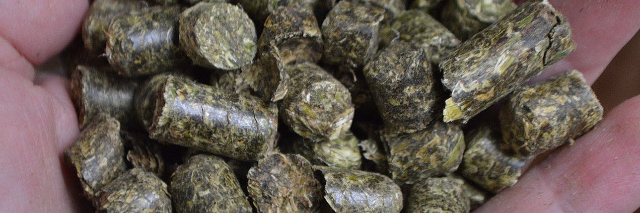 Luzernepellets. Klick führt zu Großansicht in neuem Fenster.