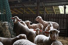 Online-Seminar: Fütterung in der Schafhaltung 