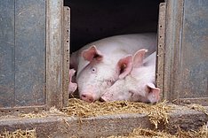 Schweine in Offenstallhaltung. Bild: MuD Tierschutz, BLE