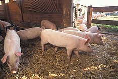 Mehrere Schweine in Seitenansicht auf Stroh im Stall. Klick führt zu Großansicht im neuen Fenster. 
