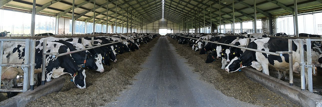 Milchviehstall von innen: Die Kühe stehen am Futtertisch und fressen die Futterration, die vorgelegt wurde.