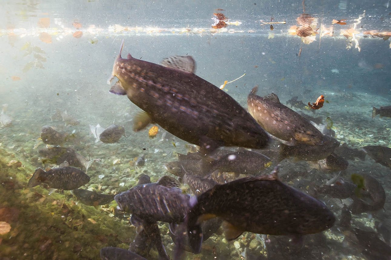 Fische im Wasser in Nahaufnahme. Klick führt zu Großansicht im neuen Fenster.