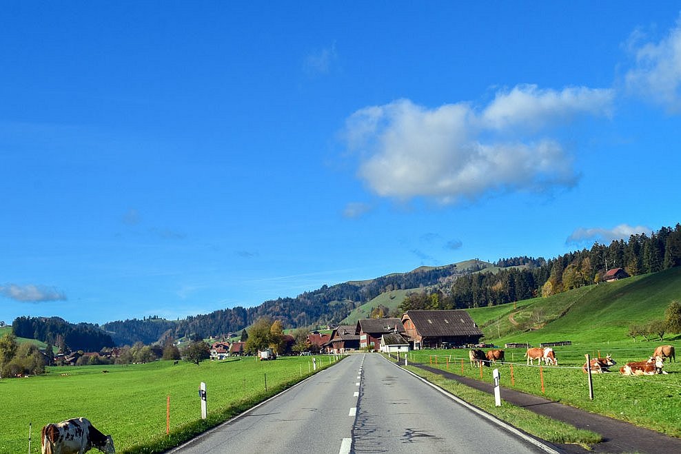 Das Foto zeigt Fleckviehkühe, die neben einer Straße weiden. Klick führt zu Großansicht im neuen Fenster. 