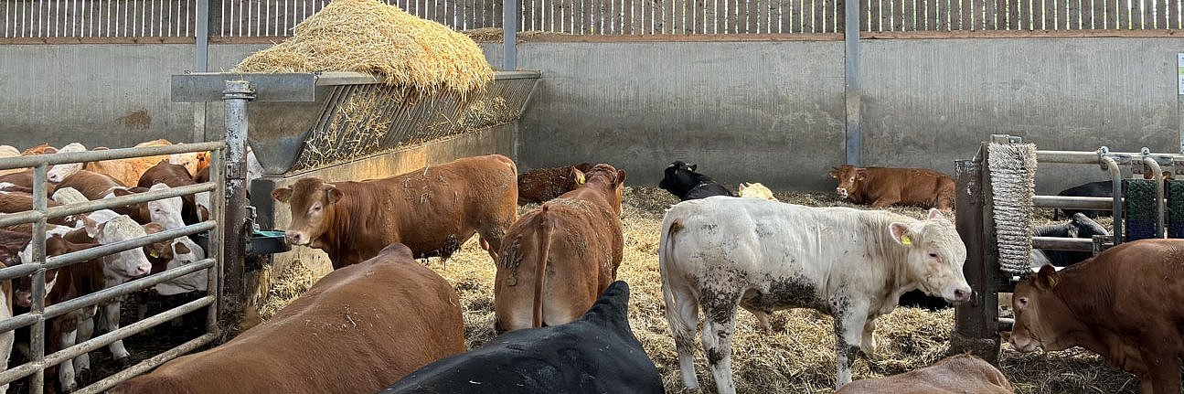 Eine Gruppe Mastbullen in einem großen und hellen Tretmiststall, der mit einem Trenngitter, einer großen Futterraufe, Bürsten und Tränken ausgestattet ist. 