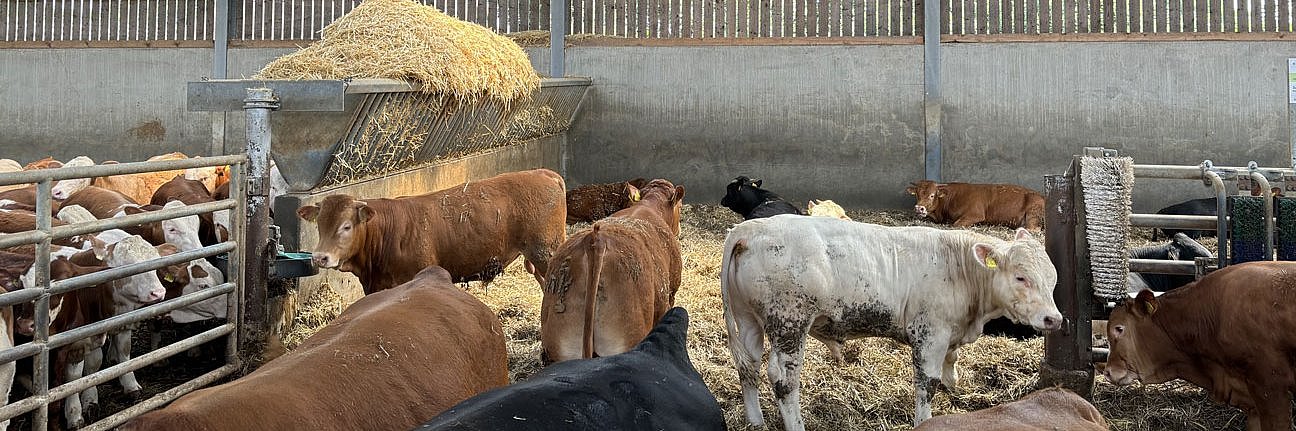 Eine Gruppe Mastbullen in einem großen und hellen Tretmiststall, der mit einem Trenngitter, einer großen Futterraufe, Bürsten und Tränken ausgestattet ist. 